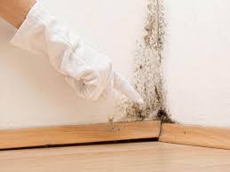 Best Commercial Mold Inspection  in Sussex, WI